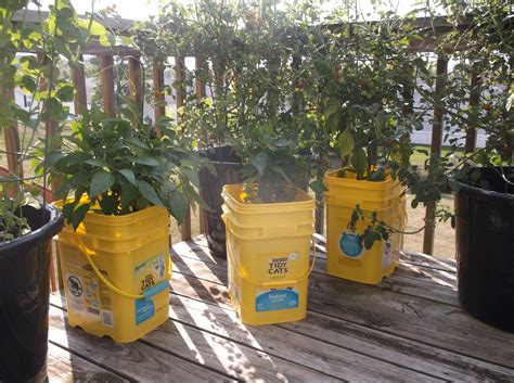 Using Kitty Litter For Plants