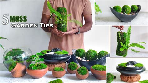 Using Moss In Potted Plants