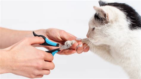 Using Nail Clippers On Cats