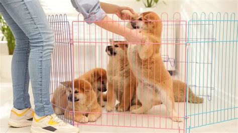 Using Playpen For Puppy