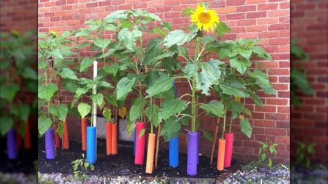 Using Pool Noodles In Garden