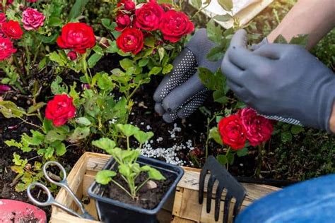 Using Rose Fertilizer On Other Plants