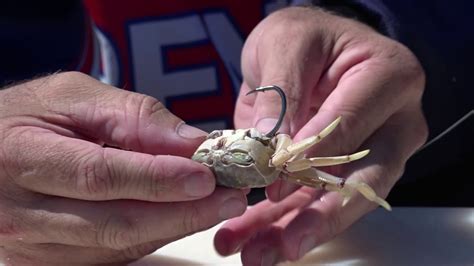 Using Shad For Crab Bait