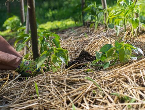 Using Straw In A Vegetable Garden