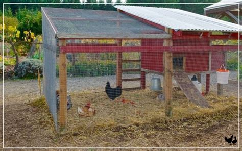Using Straw In Chicken Coop