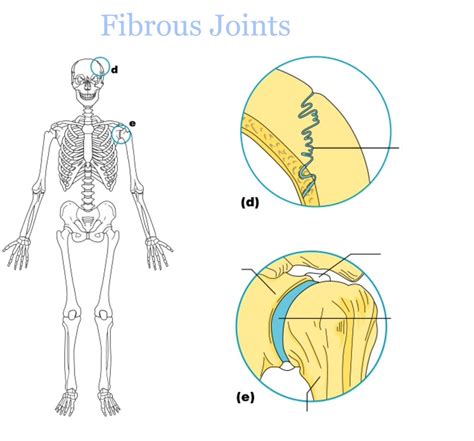 using the structural classification of joints the shoulder is a
