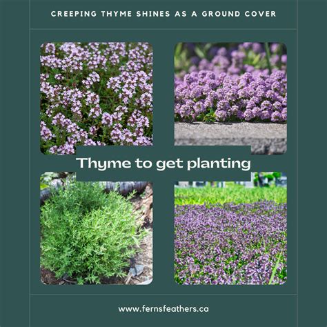 Using Thyme As Ground Cover
