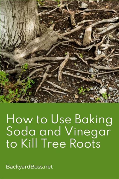 Using Vinegar To Kill Tree Roots