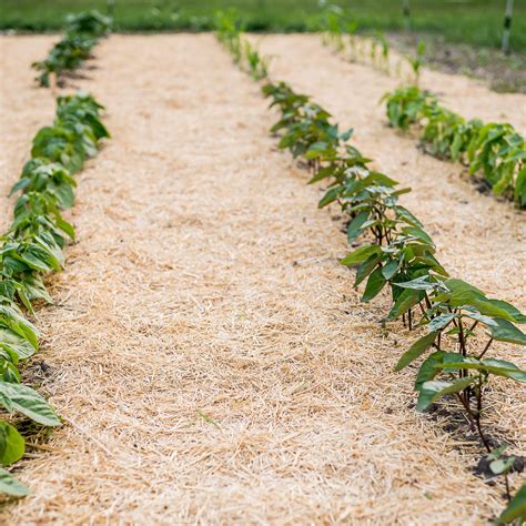 Using Wheat Straw As Mulch