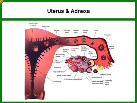 uterine adnexa definition