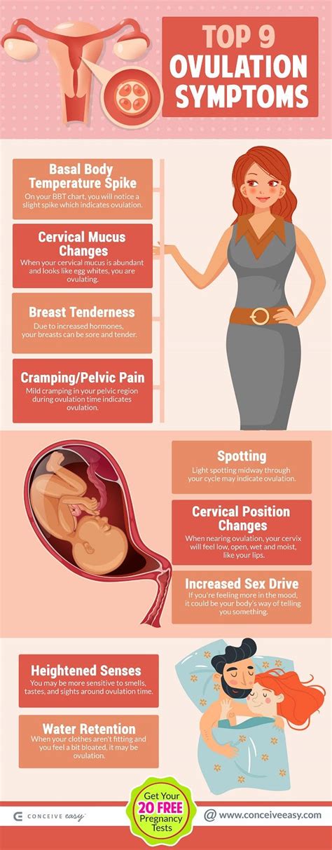 uterus pain during ovulation