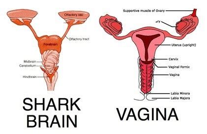 uterus vs shark brain