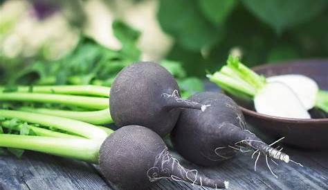 Les 6 bienfaits du radis noir Nutrition, Health Fitness, Coconut, Yummy