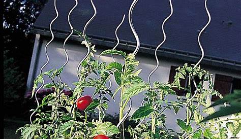 Utilisation Tuteur Tomate Spirale Windhager Spiralé Pour s Support De Plantes