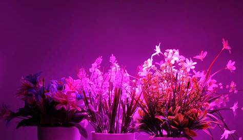 Shengsite 50W UV IR LED Plant Grow Light $22.31! | Grow lights for