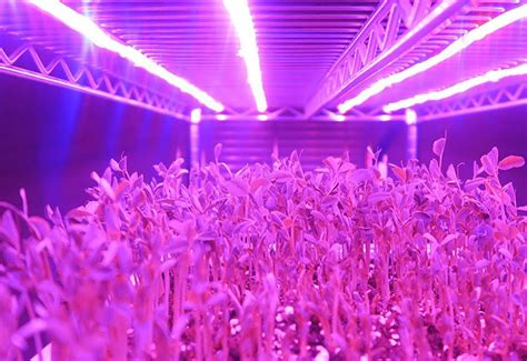 uv growing light