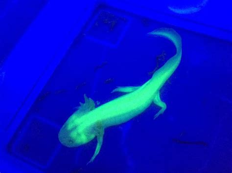 Uv Light Axolotl
