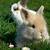 världens sötaste söta kaniner