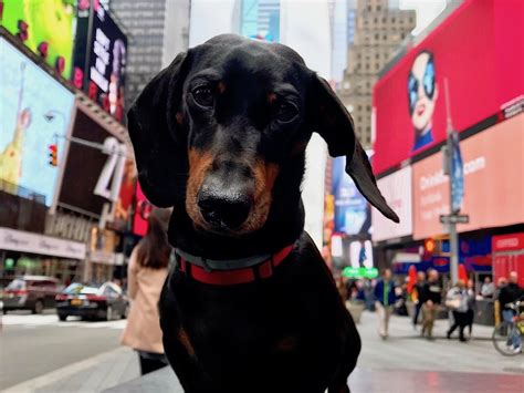 vacations with dogs in new york city