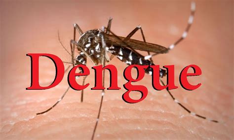 vaccin de la dengue