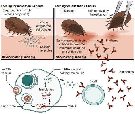 vaccination for lyme disease