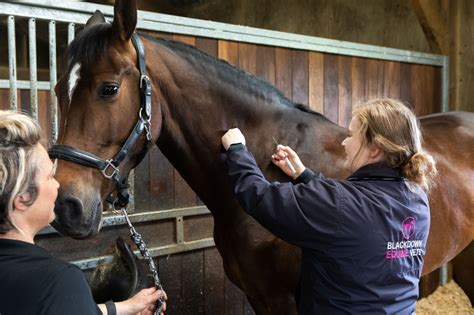 vaccinations for horses uk