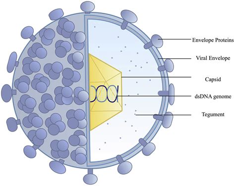 vaccine for hsv 1