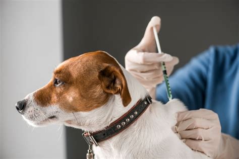 vaccine side effects in dogs