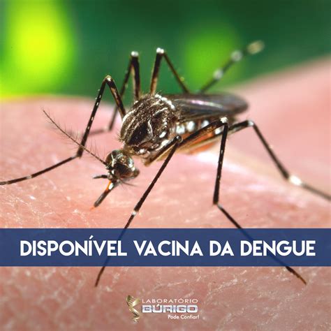 vacina da dengue brasil