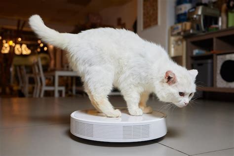 Vacuum Cleaner Robot Cat