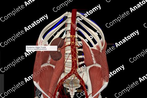 Vagal Trunks Definition