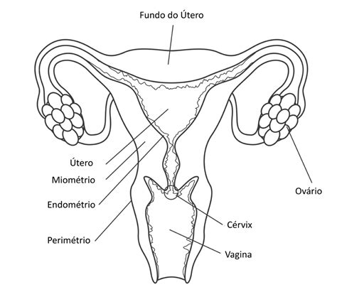 vagina designa