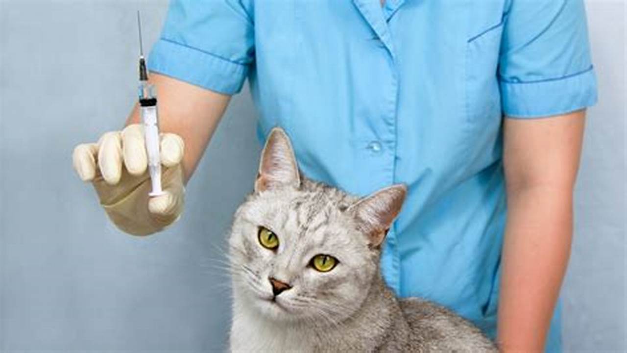 Vaksin Kucing Terbaik Untuk Perlindungan Optimal