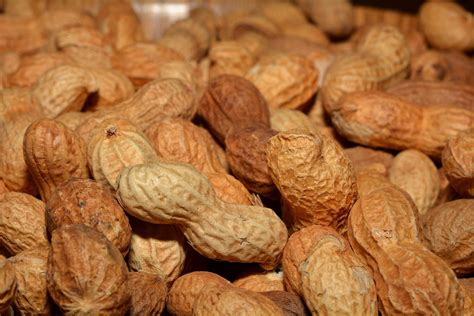 valencia peanuts aflatoxin