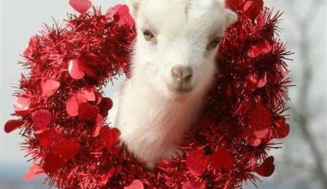 Valentine's Day Baby Goat