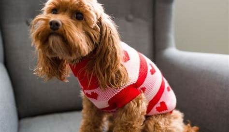 Valentine's Day Sweater For Dogs