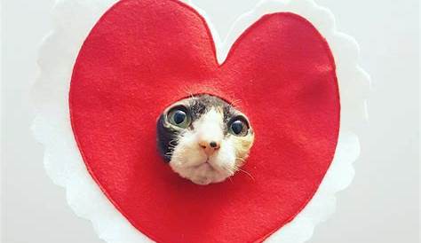 Valentines Day Cat Outfit