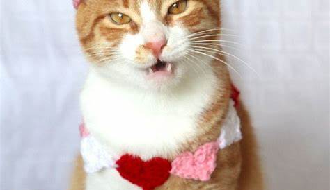 Cat Valentine Cat Valentines day Shirt