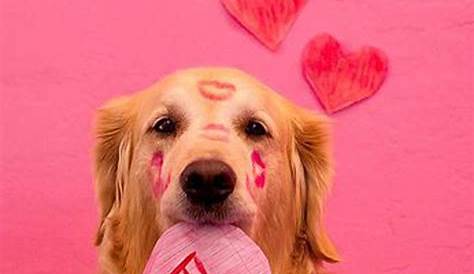 Valentines Day Pets Pictures