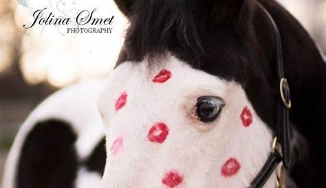 Valentines Horse Outfit Valentine's Day 5 Ways Your Shows He Loves You!