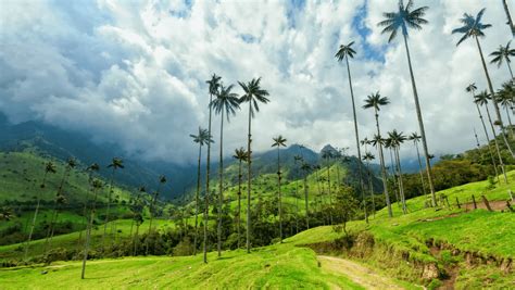 Discover the Breathtaking Valle Cocora: A Must-See Natural Wonder