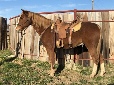 valley view horses for sale