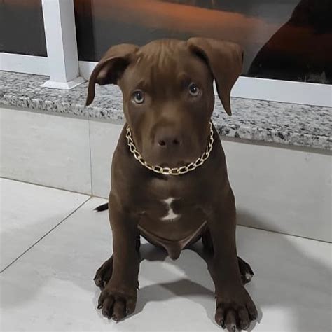 valor de filhote de pitbull