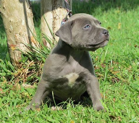 valor de um pitbull