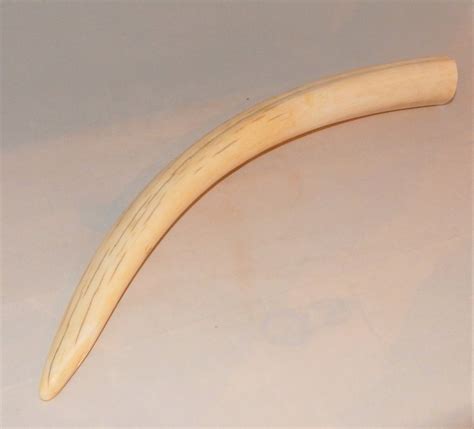 value of ivory walrus tusk