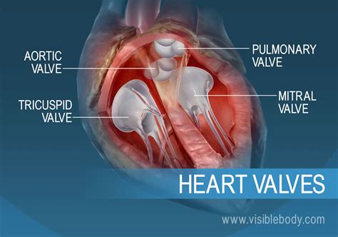 Valves Circulatory System Function