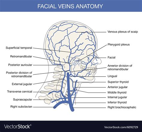 Valves Facial Veins