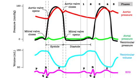 Valves Heart Pressure