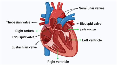 Valves In Heart Class 10