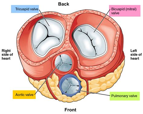 Valves In The Heart Function